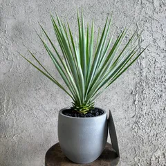 美形　ユッカ　ロストラータ　7号　テラコッタ鉢植え　グレイッシュ　受け皿付きのサムネイル