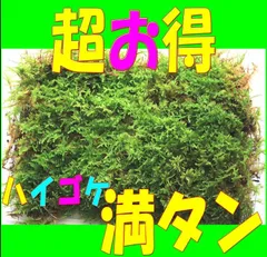 超お得 なハイゴケ　良質なハイゴケが入荷致しました。感謝セール特別価格　這苔　苔玉　ネコポス(31X22)満タン　翌日発送のサムネイル