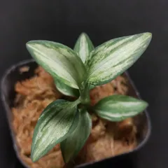 Goodyera schlechtendaliana  Type2 (縞斑)　　ジュエルオーキッドのサムネイル