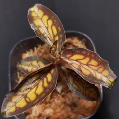 Macodes petola x Cystorchis stenoglossa [YY-0A4シシゼロ氏］　　ジュエルオーキッドのサムネイル