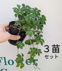 値下げ【葉100cm】レア種 現品発送 フルクラエア マクドガリー 7号鉢