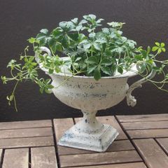 チョコレートチェリーコスモスとエキナセアのsummerシックな寄せ植え