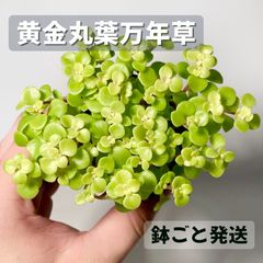 セダム 覆輪(斑入り)丸葉万年草 - メルカリ