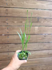 ③鷺草 サギソウ  山野草のサムネイル