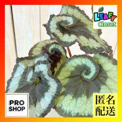 激レア アグラオネマ メデューサ 3.5号ポット 個体A(現品) 希少種