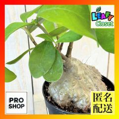 激レア アグラオネマ メデューサ 3.5号ポット 個体A(現品) 希少種