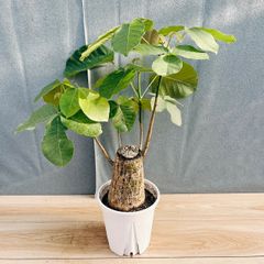 在庫］☆初出品☆ ロシアンオリーブ 8号 庭 玄関 屋外 ヤナギバグミ