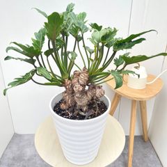 フィロデンドロン クッカバラ 高さ約80㌢ 8寸 - メルカリ