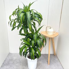 ドラセナ ワーネッキーレモンライム 8号 ボリューム株 美品 3 - メルカリ