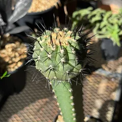 【実生】黒王丸　袖接ぎ　コピアポア　シネレアのサムネイル