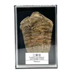 つくしサイエンス 三葉虫 化石 恐竜 本物 古生代 モロッコ産 (5-7cm) ケース付きのサムネイル