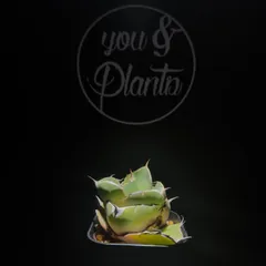 Agave titanota 'Black Panther'のサムネイル