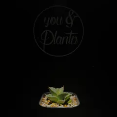 Agave titanota 'Hyou'のサムネイル