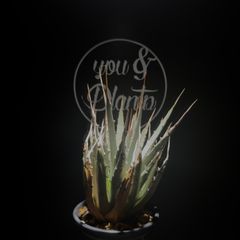 S*n様 Agave 'var. nevadensis ×Black&Blue' - メルカリ