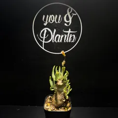 Tylecodon pearsonii 【冬型植物セール】のサムネイル