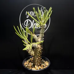 Tylecodon wallichii 【冬型植物セール】のサムネイル