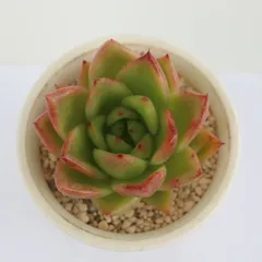 多肉植物 魅惑の華 現品 永遠ラベル付き エケベリア TK12-76 多肉永遠オリジナル苗 写真の子 庭 園芸 ジュエリープランツのサムネイル