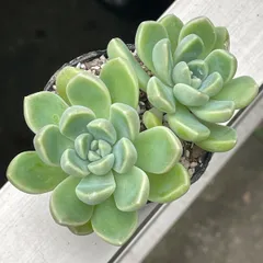 【現物・green_taniku名札付き】おもち♡つぶつぶ屋さん苗のサムネイル