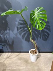 極太モンステラ 茎 トップ部分 親株写真あり - メルカリ