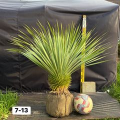 ユッカ・ロストラータ【7-13】根巻き 観葉植物 ドライガーデン - メルカリ