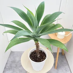 アガベ　アテナータ　23【現品】観葉植物 　屋外　6号のサムネイル