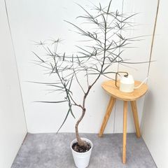 観葉植物 ボトルツリー 約105センチ - メルカリ