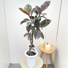 高さ102㌢ フィカス ティネケ 大株 自然樹形 斑入 人気 観葉植物 高さ102㌢ フィカス ティネケ 大株 自然樹形 斑入 人気 観葉植物
