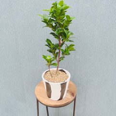 在庫］☆初出品☆ ロシアンオリーブ 8号 庭 玄関 屋外 ヤナギバグミ