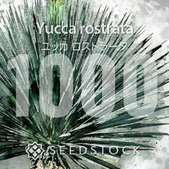 [種子] ユッカ ロストラータ 1000粒｜SEEDSTOCKのサムネイル