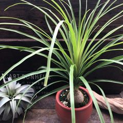 観葉植物 トックリラン ポニーテール マヤパーム ノリナ マヤツリー 7