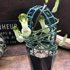 ポットごと♡セロペギア・アンブリアータ♡多肉植物♡塊根植物のサムネイル