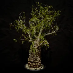 Operculicarya pachypusのサムネイル