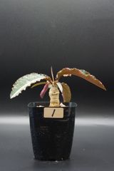 ユーフォルビア ラバティ x クレメルシー ※国内実生 - メルカリ
