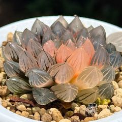 白蛇伝 子株 発根済 ハオルチア - メルカリ