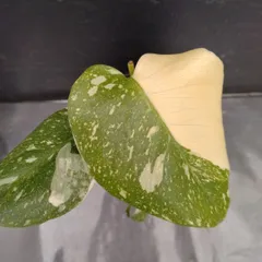 D040 「イベント品」モンステラ タイコンステレーション 斑入り 植え【観葉植物・多肉植物・塊根植物・Monstera Thai Constellation】のサムネイル