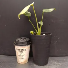 D042 「イベント品」モンステラ タイコンステレーション 斑入り 植え【観葉植物・多肉植物・塊根植物・Monstera Thai Constellation】のサムネイル