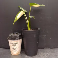 D044 「イベント品」モンステラ タイコンステレーション 斑入り 植え【観葉植物・多肉植物・塊根植物・Monstera Thai Constellation】のサムネイル