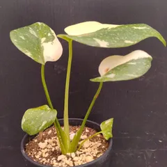 D045 「イベント品」モンステラ タイコンステレーション 斑入り 植え【観葉植物・多肉植物・塊根植物・Monstera Thai Constellation】のサムネイル
