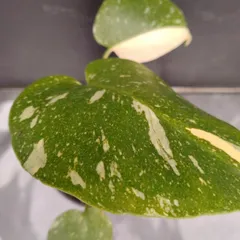 D046 「イベント品」モンステラ タイコンステレーション 斑入り 植え【観葉植物・多肉植物・塊根植物・Monstera Thai Constellation】のサムネイル