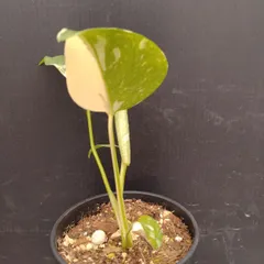 D047 「イベント品」モンステラ タイコンステレーション 斑入り 植え【観葉植物・多肉植物・塊根植物・Monstera Thai Constellation】のサムネイル