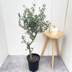オリーブの木 イタリア製 テラコッタ鉢植え エルグレコ H134 - メルカリ