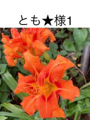 とも☆様1 天然石ネックレス - メルカリ