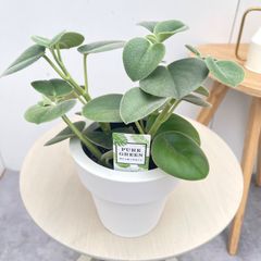 フィカス ベンガレンシス 曲がり 30【現品】観葉植物 室内 7号 - メルカリ