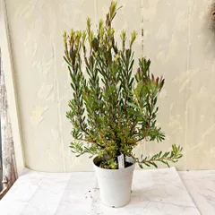リューカデンドロン エイミー 5号鉢 高さ約40cm 赤葉 南アフリカ 庭木 花木 ドライフラワー ガーデニングのサムネイル
