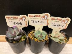 おらいさん苗 ミックスベリア 青鬼 赤鬼 桜鬼 鉢ごと発送 - メルカリ