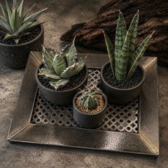 インダストリアル アイアンシューズラック W600 植物棚 フラワー