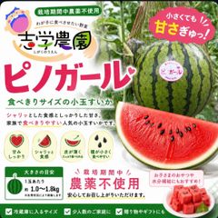 産地直送！訳あり小玉スイカピノ・ガール5玉入！甘くて美味しい箱込9.5