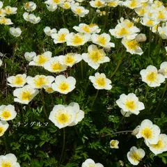 ［山野草・高山植物］チングルマ　2ポットのサムネイル