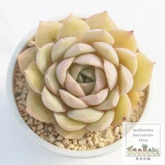 ❣️スウィートプリンセス❣️現品 エケベリア 寄せ植え 多肉弁当 多肉