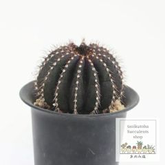 多肉植物 センペルビウム ダイアン Sempervivum Diane 寄せ植え 園芸